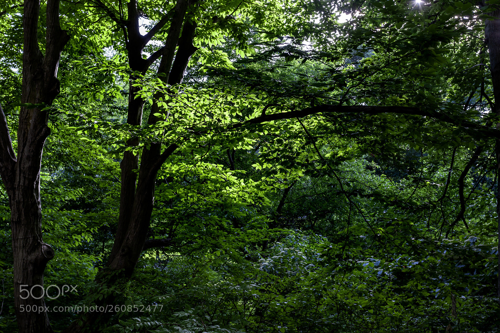 Canon EOS 5D Mark II sample photo. Trees at late afternoon photography
