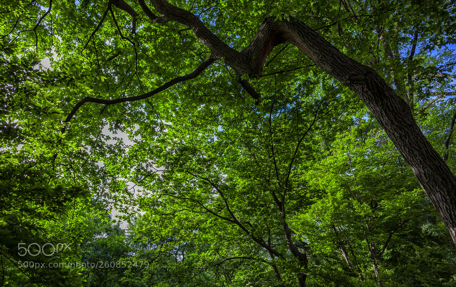 Canon EOS 5D Mark II sample photo. Trees and leaves photography