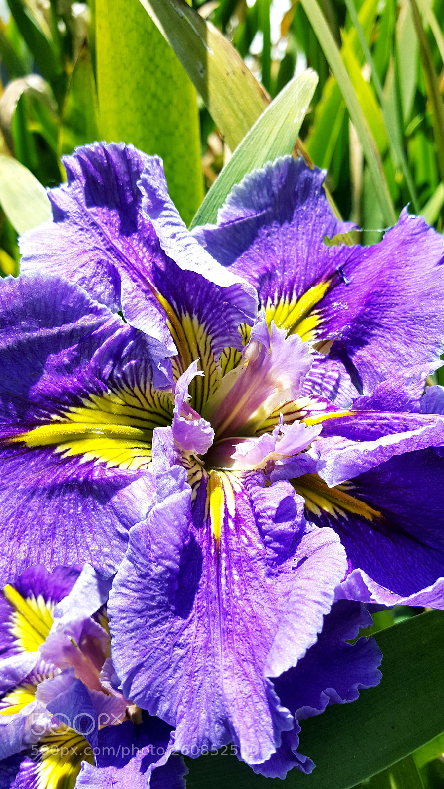 Samsung Galaxy Note5 sample photo. Untitled photography