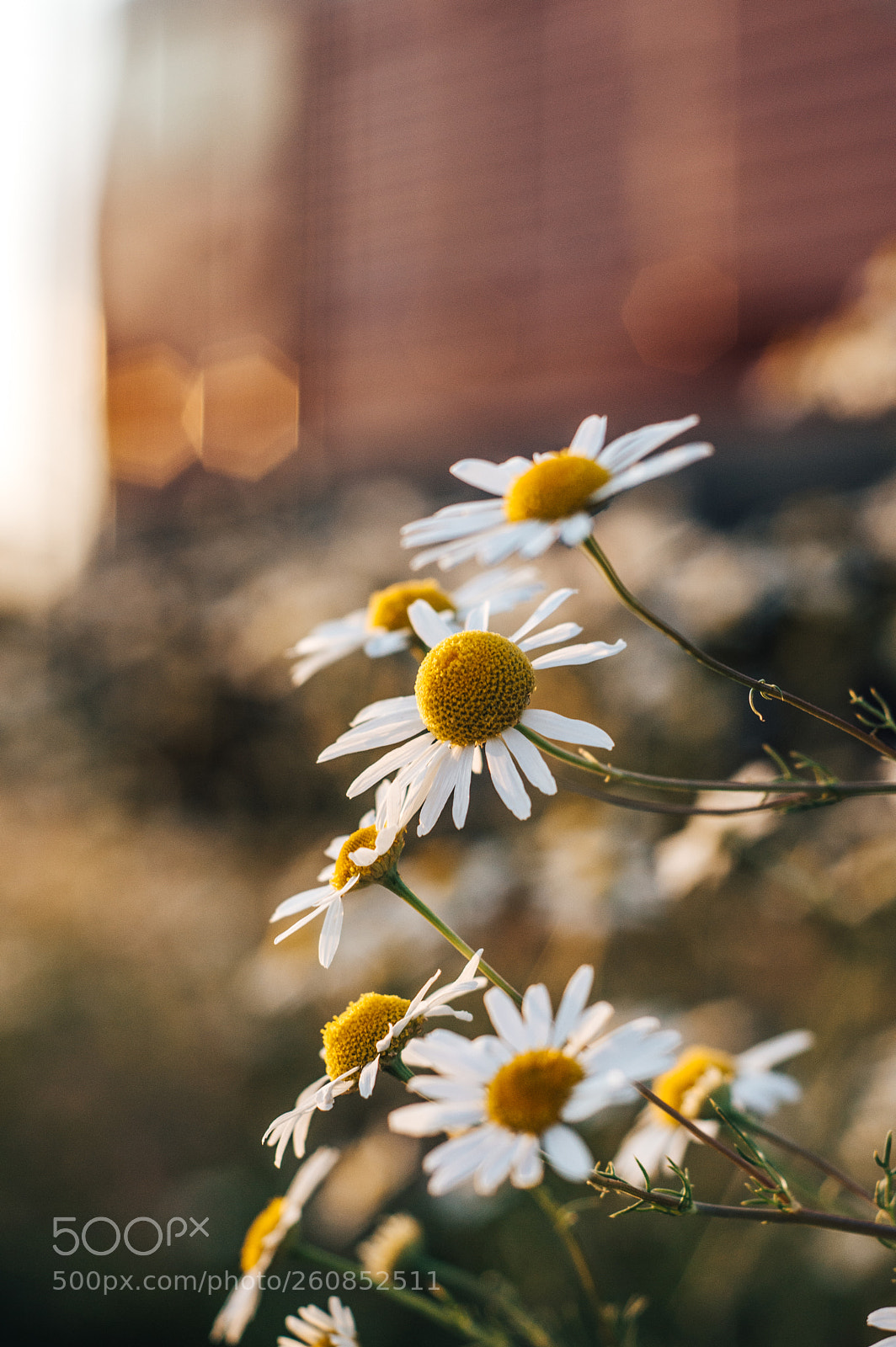 Nikon D3200 sample photo. Flower photography