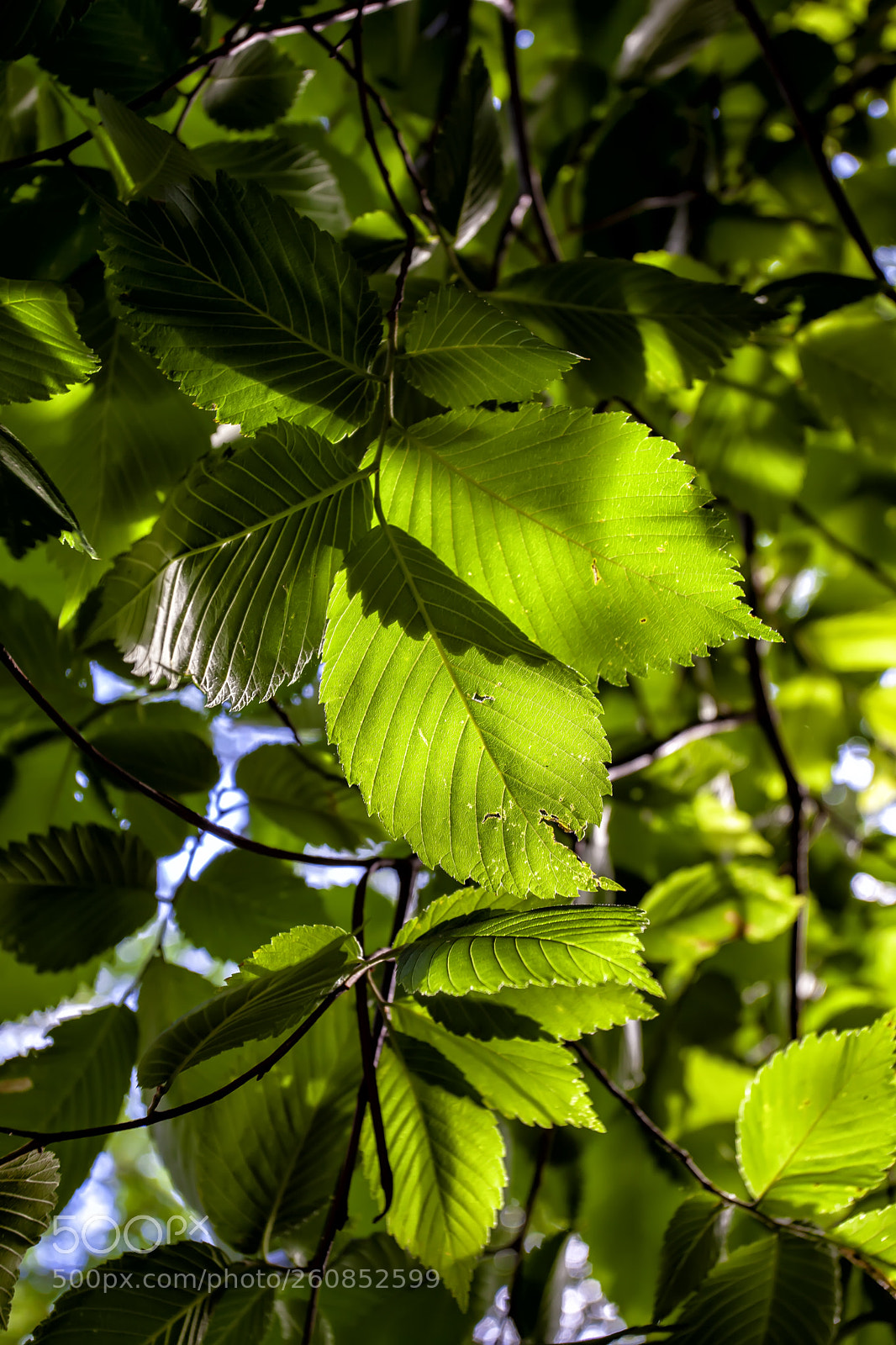 Canon EOS 5D Mark II sample photo. Sunlight and leaves photography