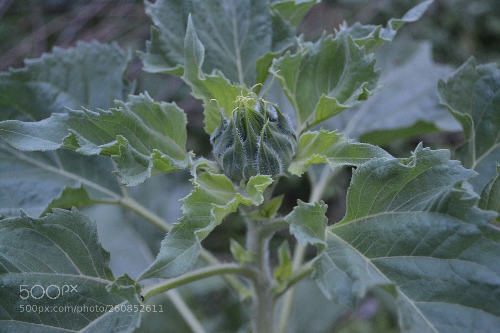 Nikon D3100 sample photo. Sun flower photography