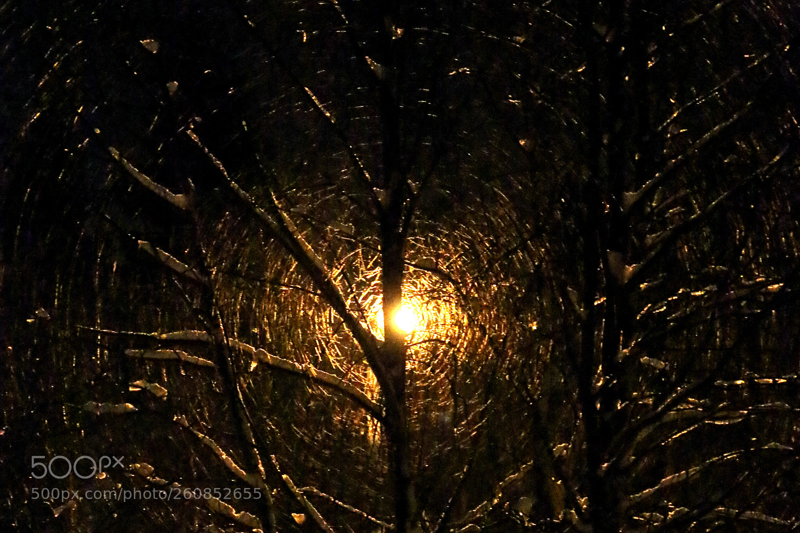 Canon EOS 70D sample photo. Back-lit winter tree photography