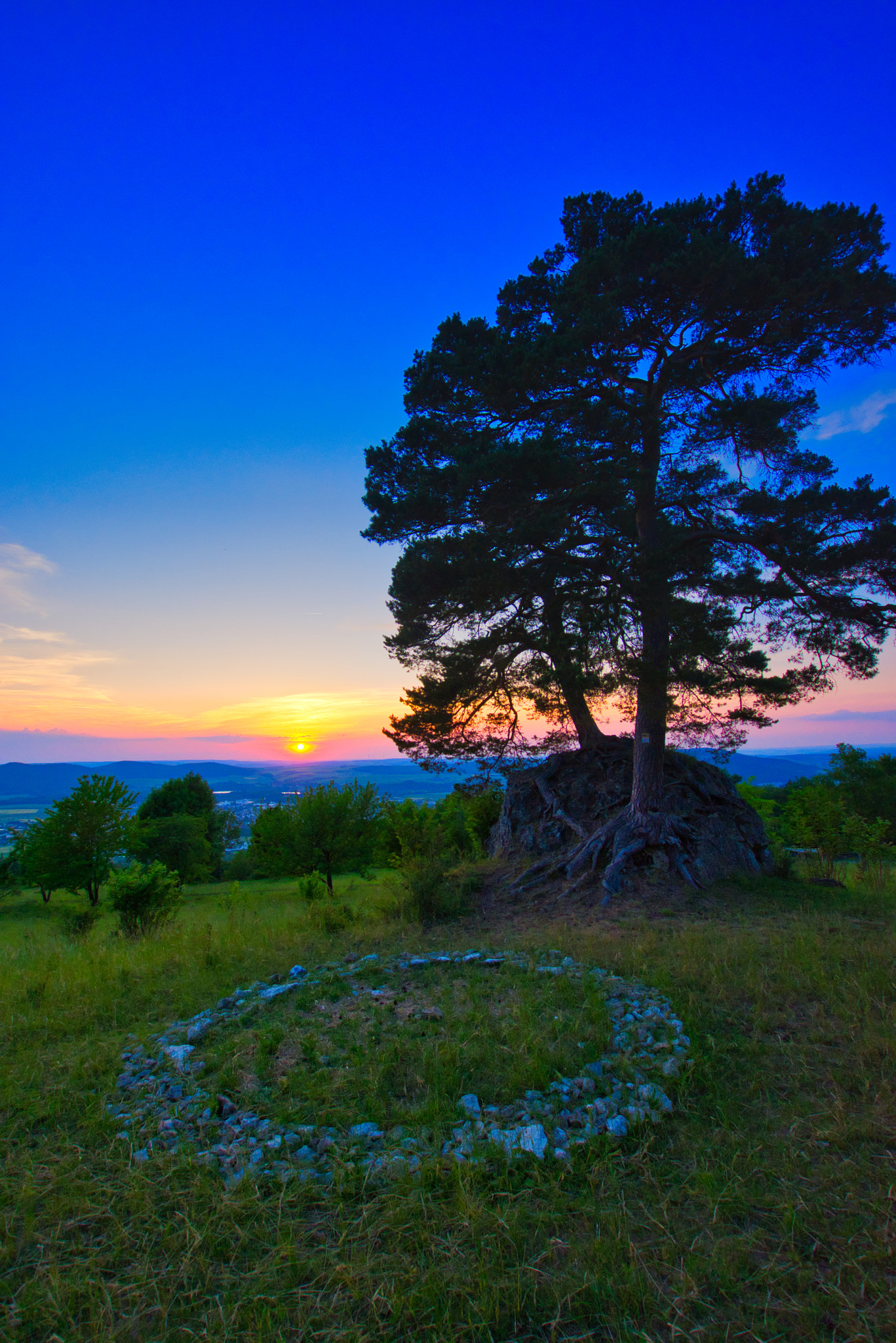 Sigma 10-20mm F3.5 EX DC HSM sample photo. Tree on a rock photography