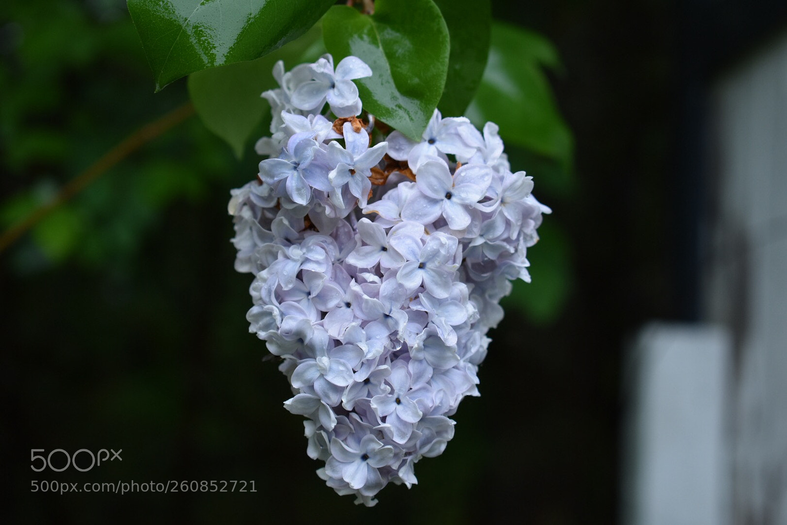 Nikon D3400 sample photo. Just some flowers photography