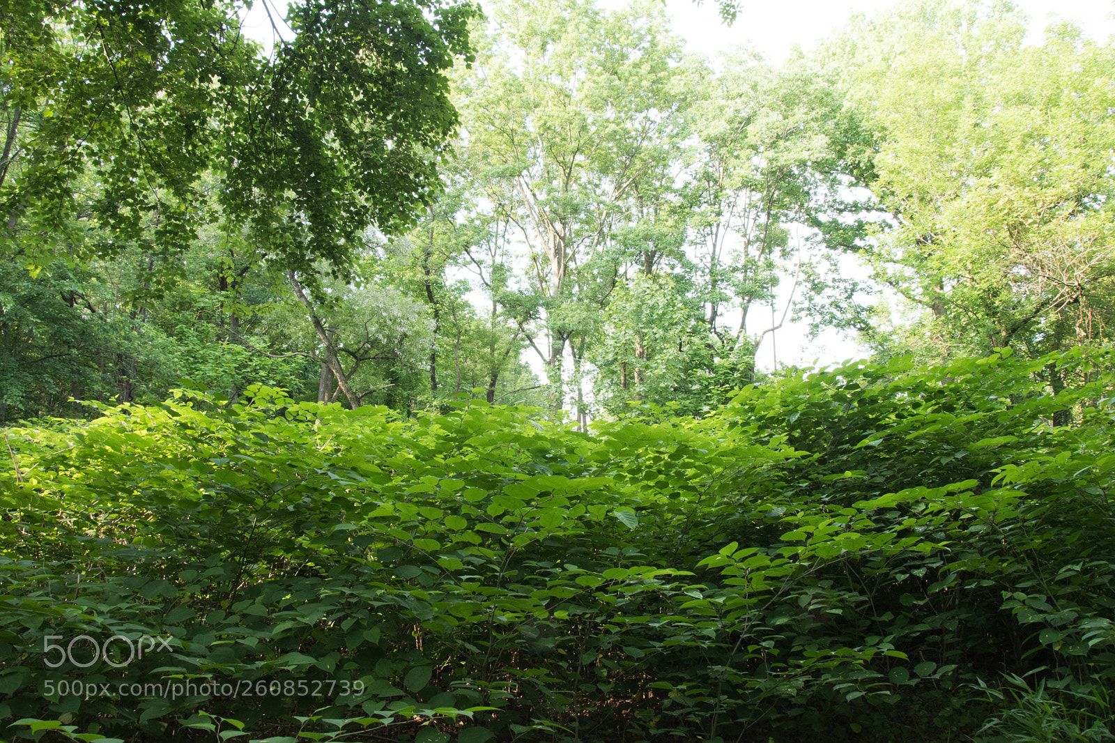 Nikon D5600 sample photo. Woods photography