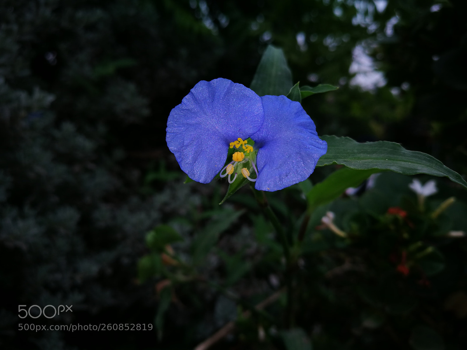 HUAWEI P9 sample photo. Untitled photography