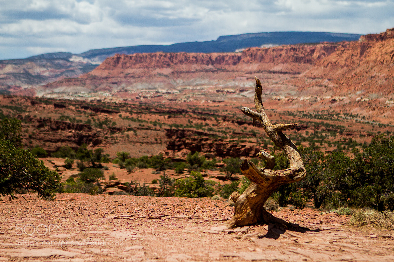 Canon EOS 7D sample photo. Dead tree photography