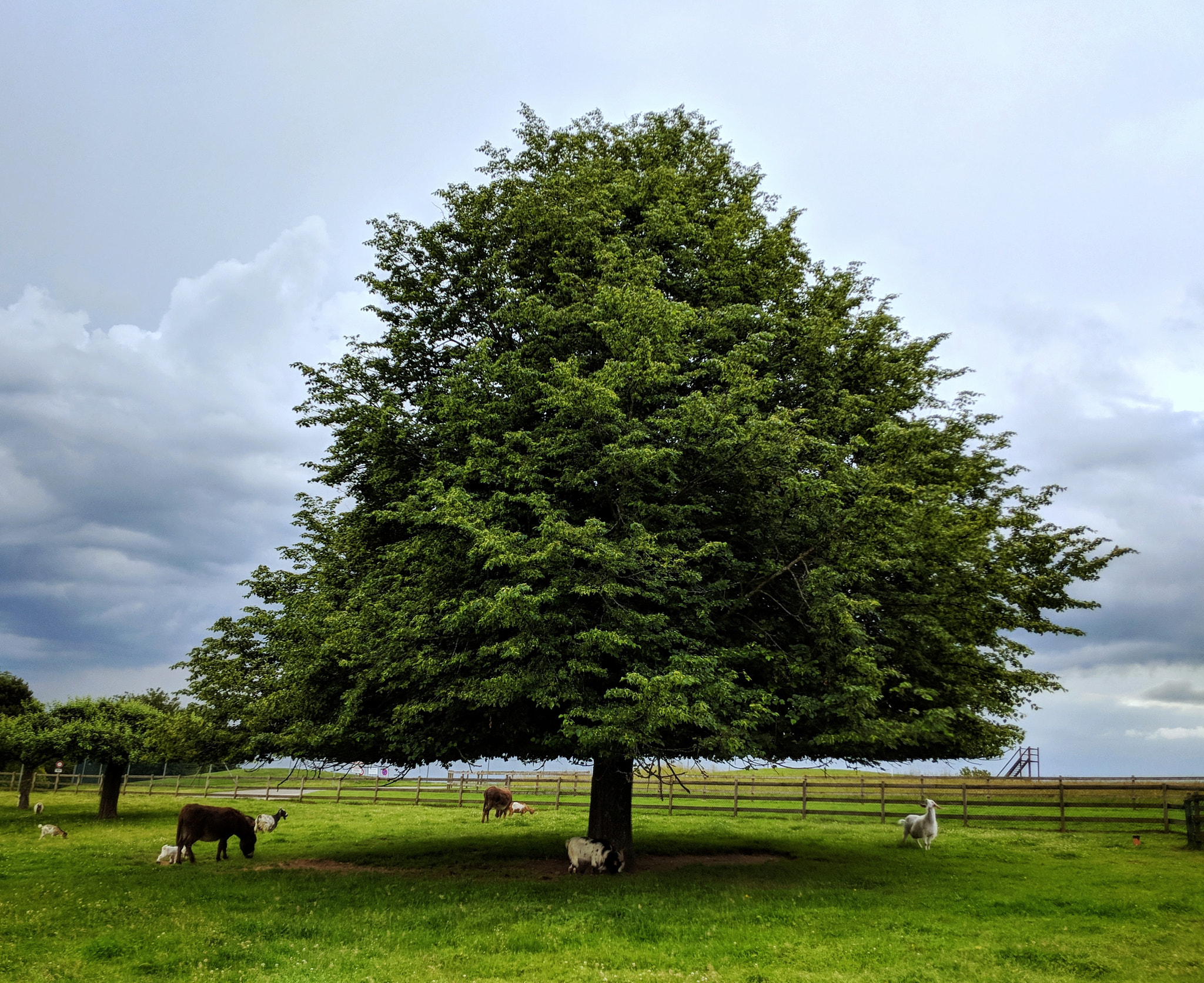 Google Pixel 2 XL sample photo. Big regular tree photography