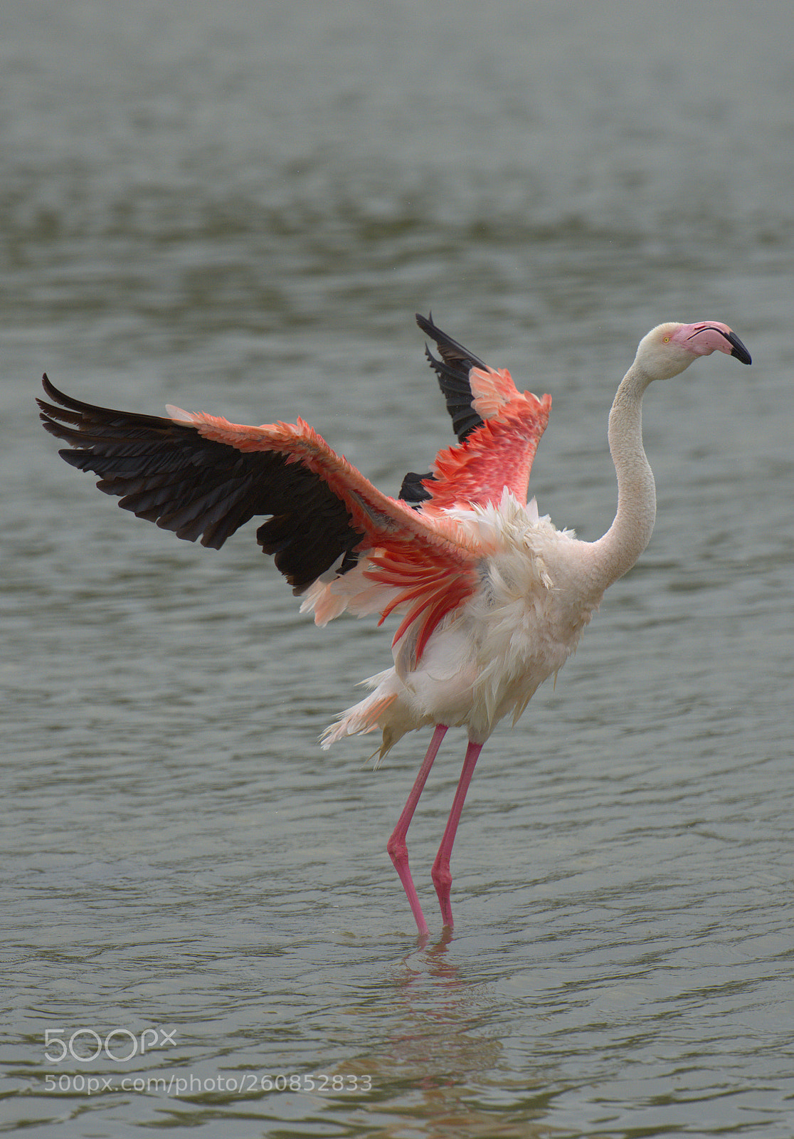 Nikon D7200 sample photo. Flamingo photography