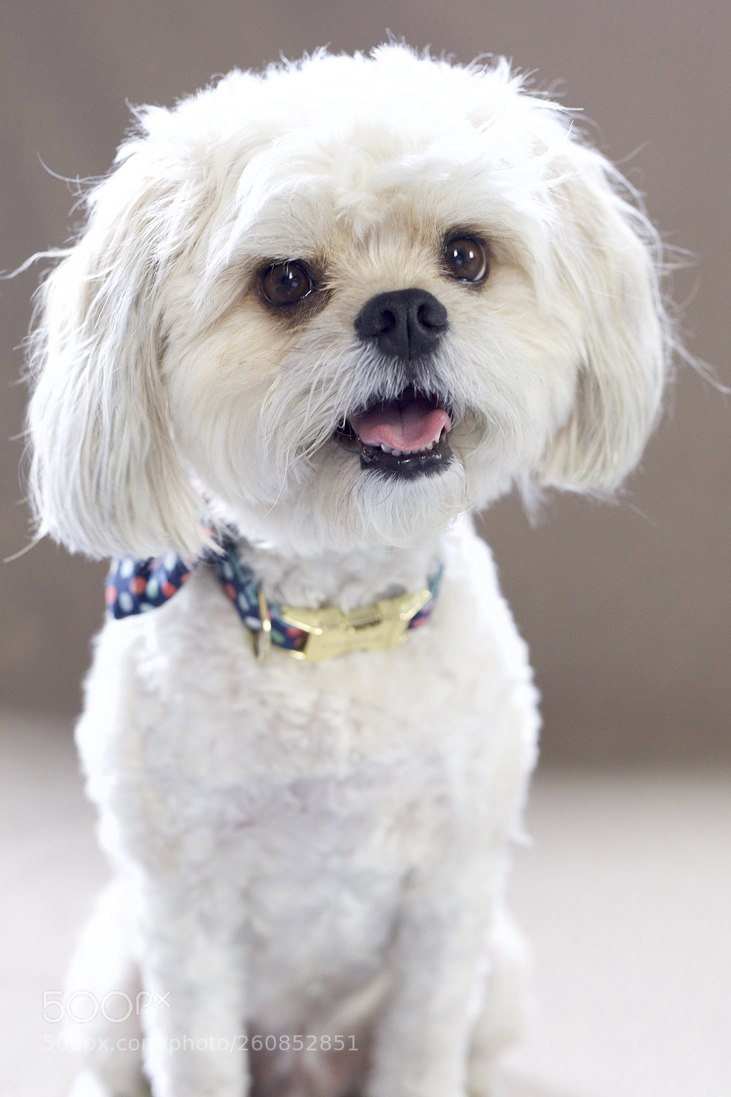 Canon EOS 6D sample photo. Little pup big personality  photography