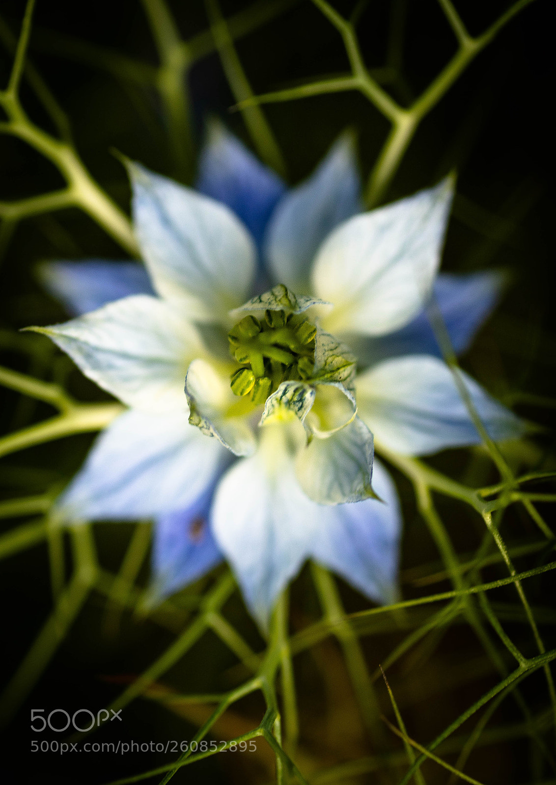 Nikon D500 sample photo. Une fleur de mon photography