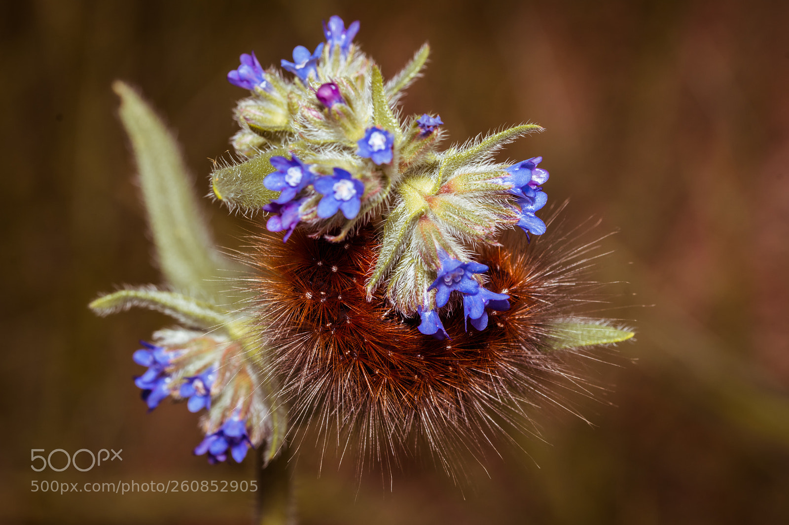 Nikon D7100 sample photo. Amazing caterpillar photography