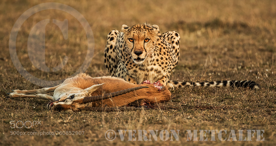 Canon EOS-1D X Mark II sample photo. Cheeta in north conservancy photography