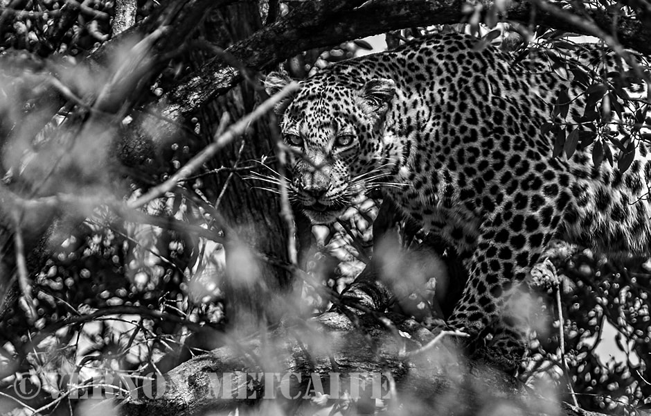 Canon EOS-1D Mark IV sample photo. Leopard in a tree photography