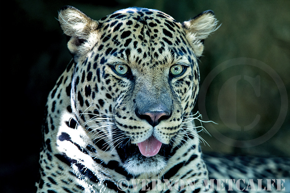 Canon EOS-1D Mark IV sample photo. Leopard full on photography