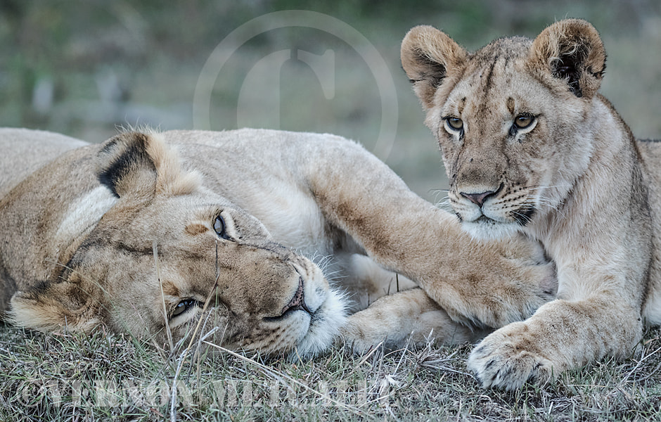 Canon EOS-1D X Mark II sample photo. Lion mother & cub photography