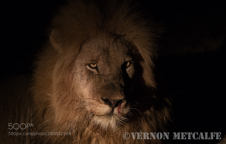 Canon EOS-1D X Mark II sample photo. Male lion of birmingham photography