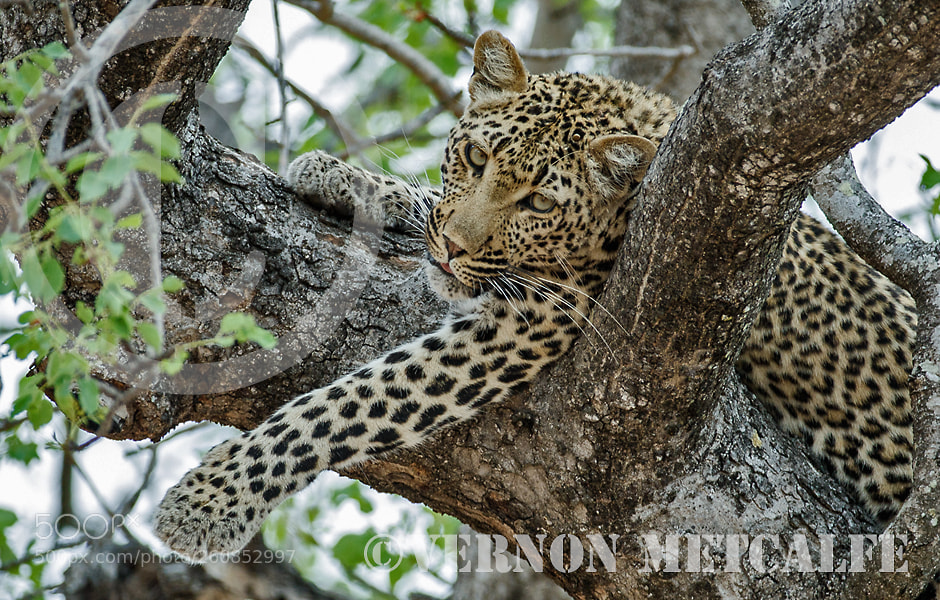 Canon EOS-1D X Mark II sample photo. Leopard in a tree photography