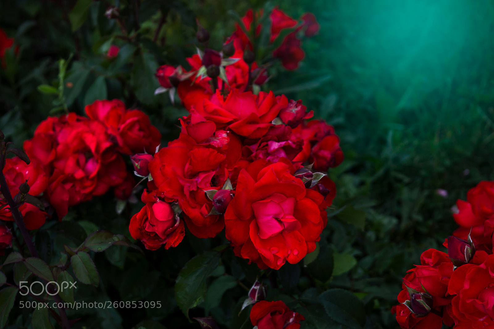 Nikon D3200 sample photo. Red photography