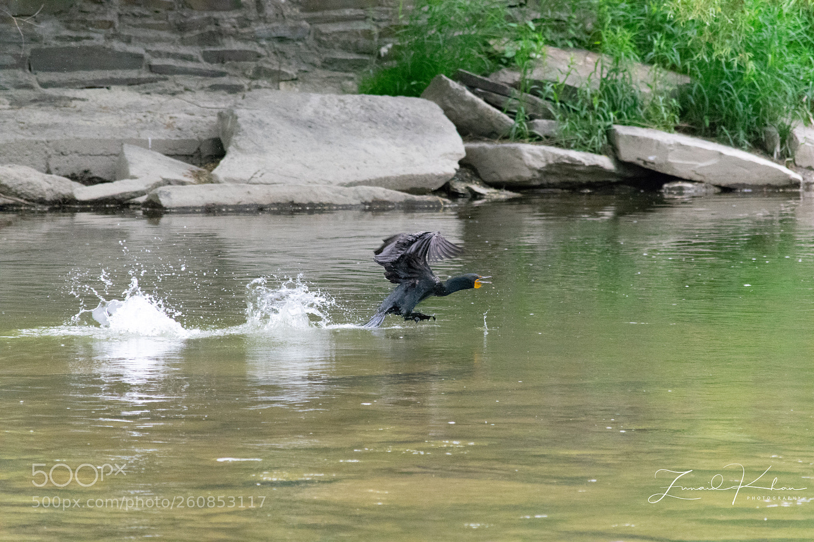 Nikon D3400 sample photo. River take off photography