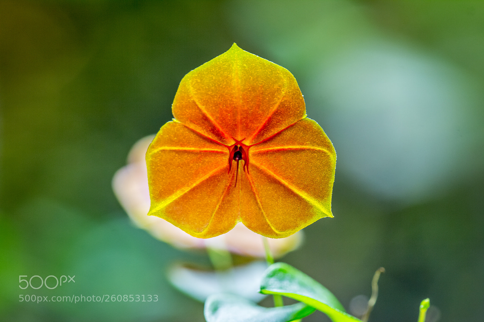 Canon EOS 60D sample photo. "tiny orange flower" photography