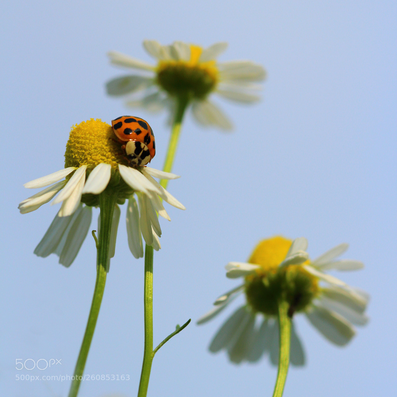 Canon EOS 700D (EOS Rebel T5i / EOS Kiss X7i) sample photo. Ladybug photography