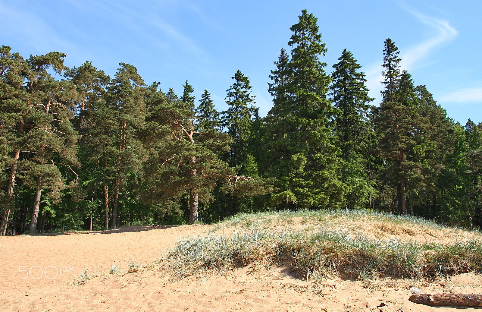 Canon EOS 1000D (EOS Digital Rebel XS / EOS Kiss F) sample photo. Dunes and forest photography