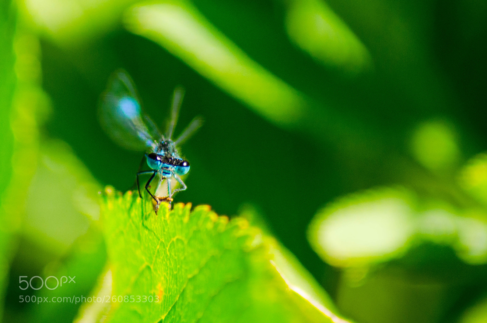 Nikon D5100 sample photo. Dragonfly photography