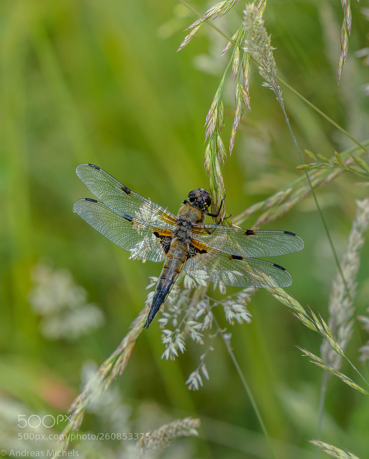 Nikon D850 sample photo. Dragonfly. photography