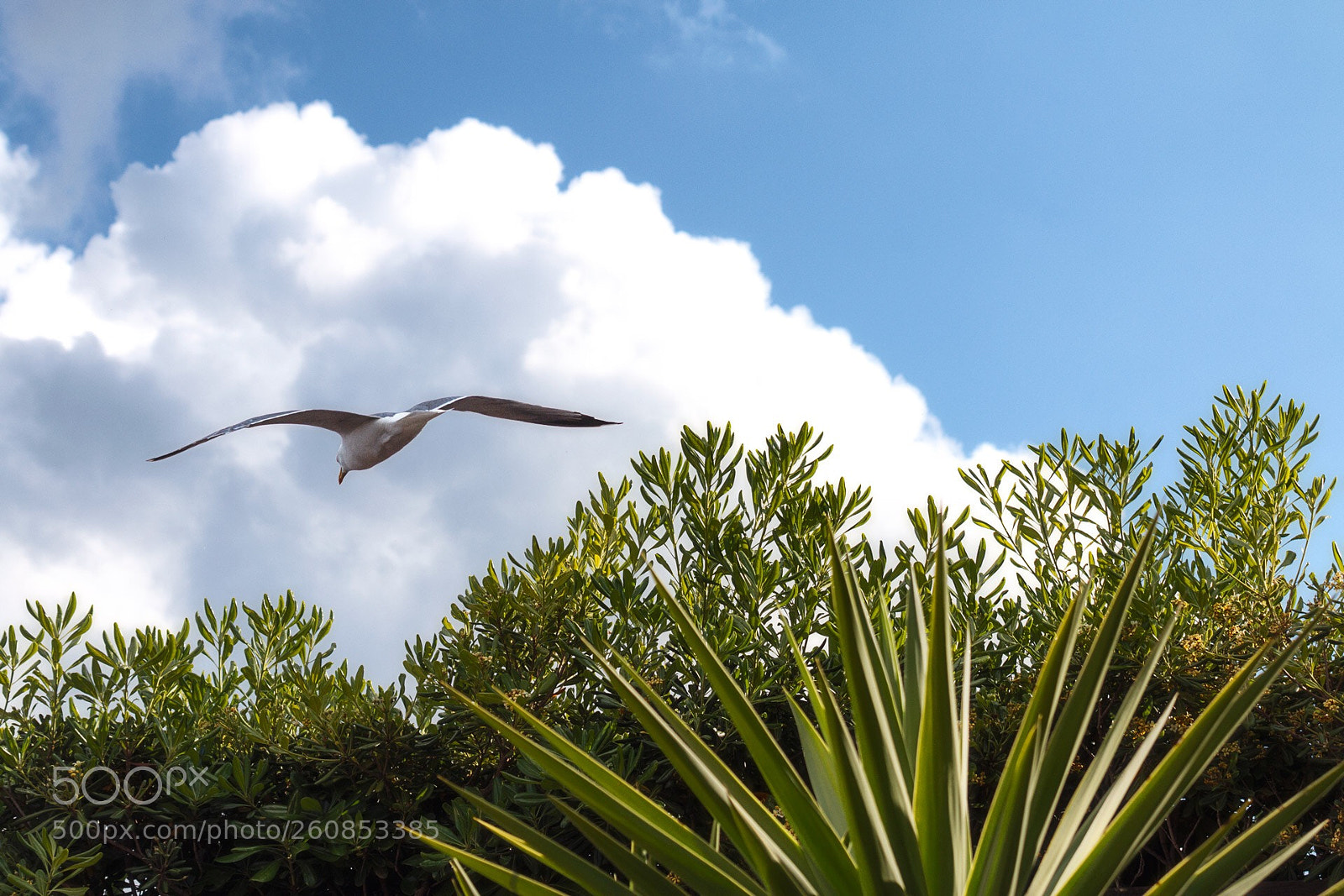 Canon EOS 70D sample photo. The flight of the photography