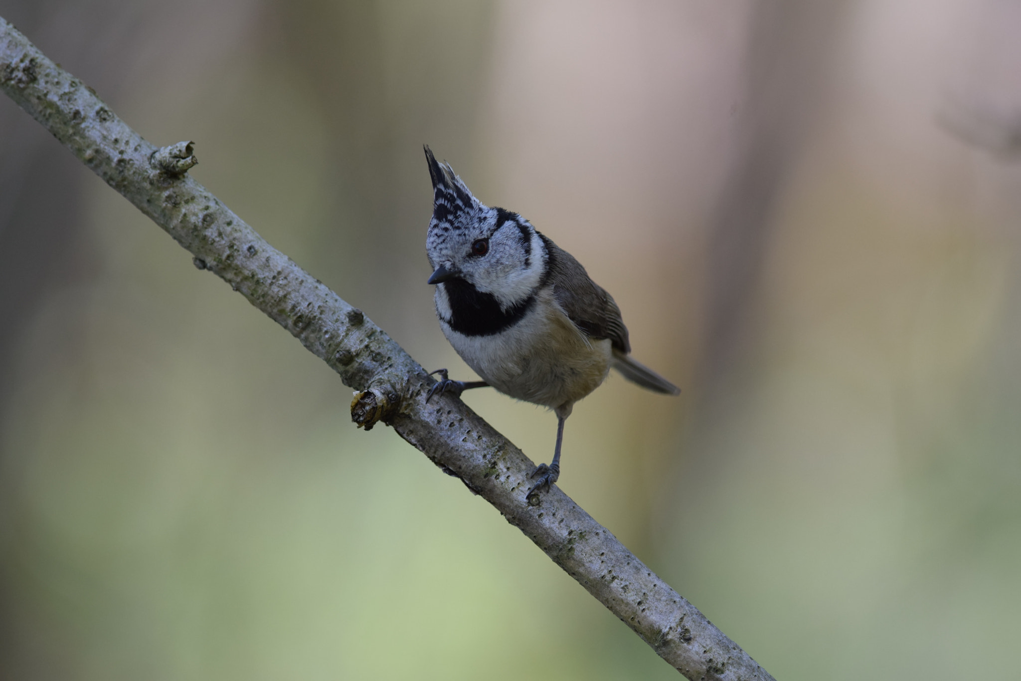 Nikon D5300 sample photo. European crested. (lophophanes cristatus) photography