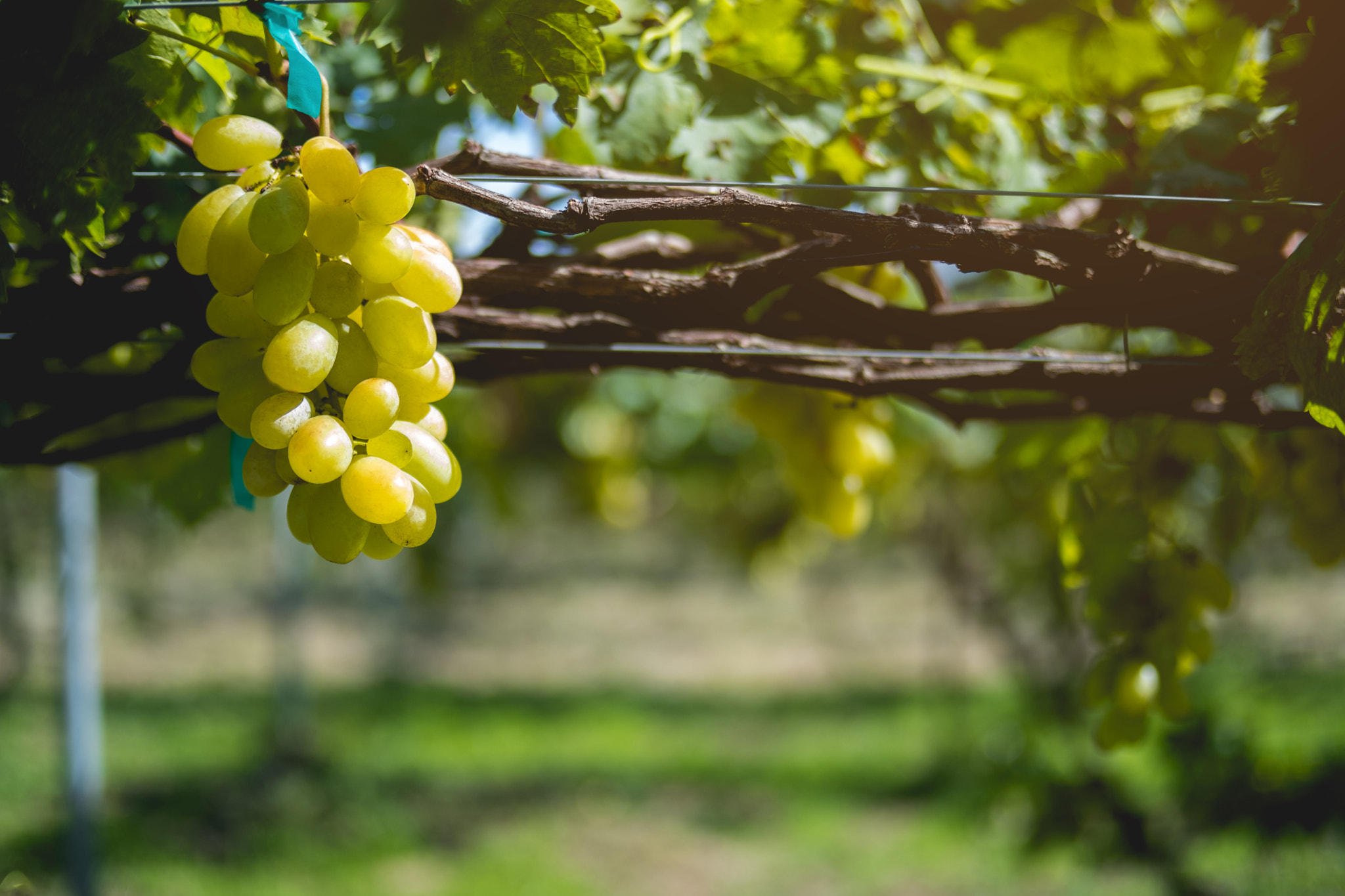 Fujifilm X-E3 sample photo. Close up ripe juicy green garpe on garden photography