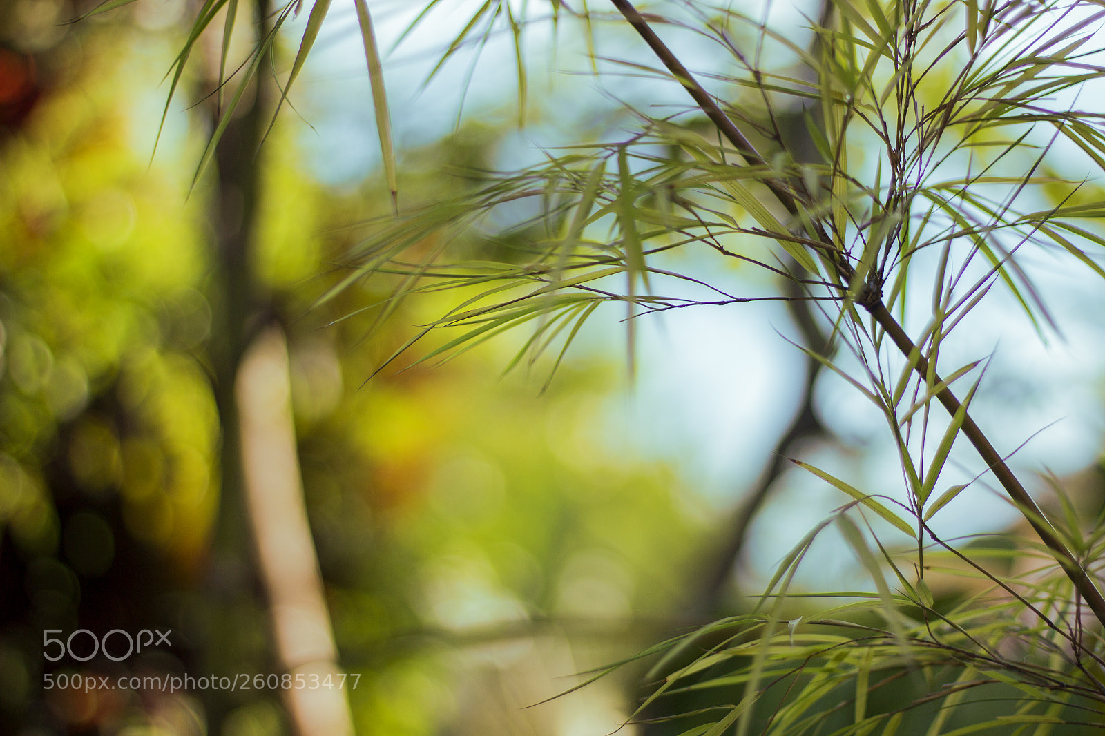 Canon EOS 600D (Rebel EOS T3i / EOS Kiss X5) sample photo. Florian polis, santa catarina photography