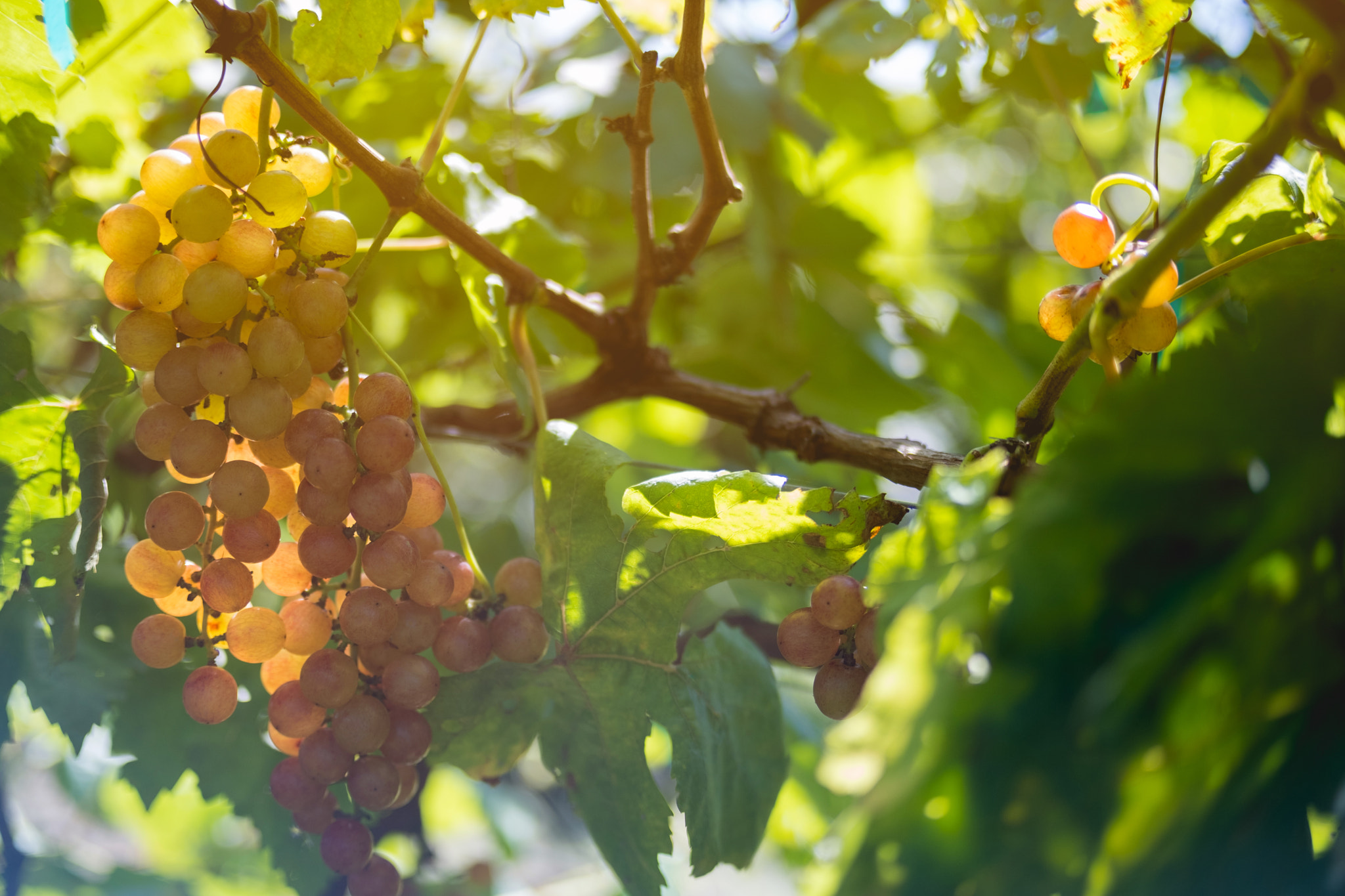 Fujifilm X-E3 sample photo. Ripe juicy purple grapes in the garden photography