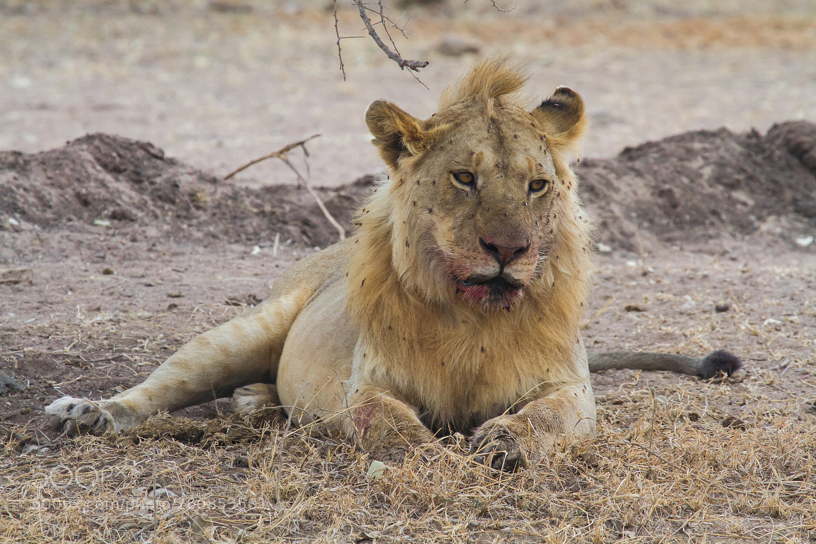 Canon EOS 7D sample photo. King of death photography