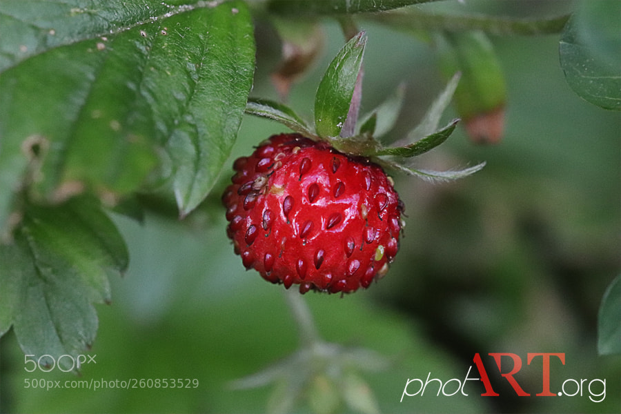 Canon EOS 77D (EOS 9000D / EOS 770D) sample photo. Eb photography