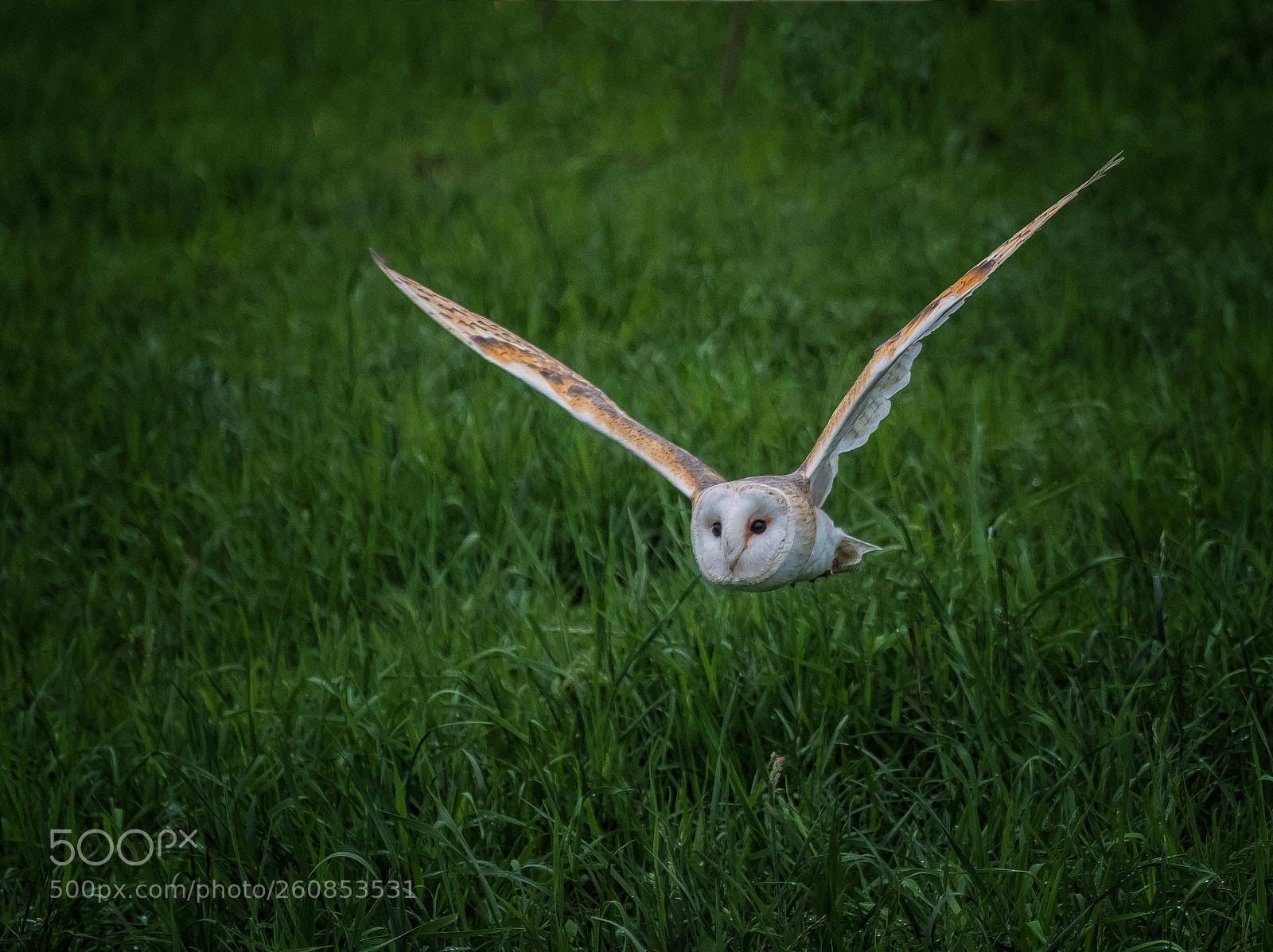 Fujifilm X-T2 sample photo. Hunting for mice photography