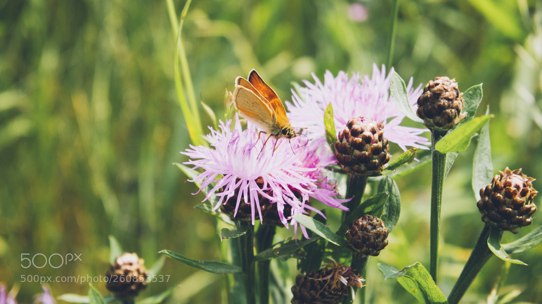 Panasonic Lumix DMC-GX85 (Lumix DMC-GX80 / Lumix DMC-GX7 Mark II) sample photo. Butterfly photography