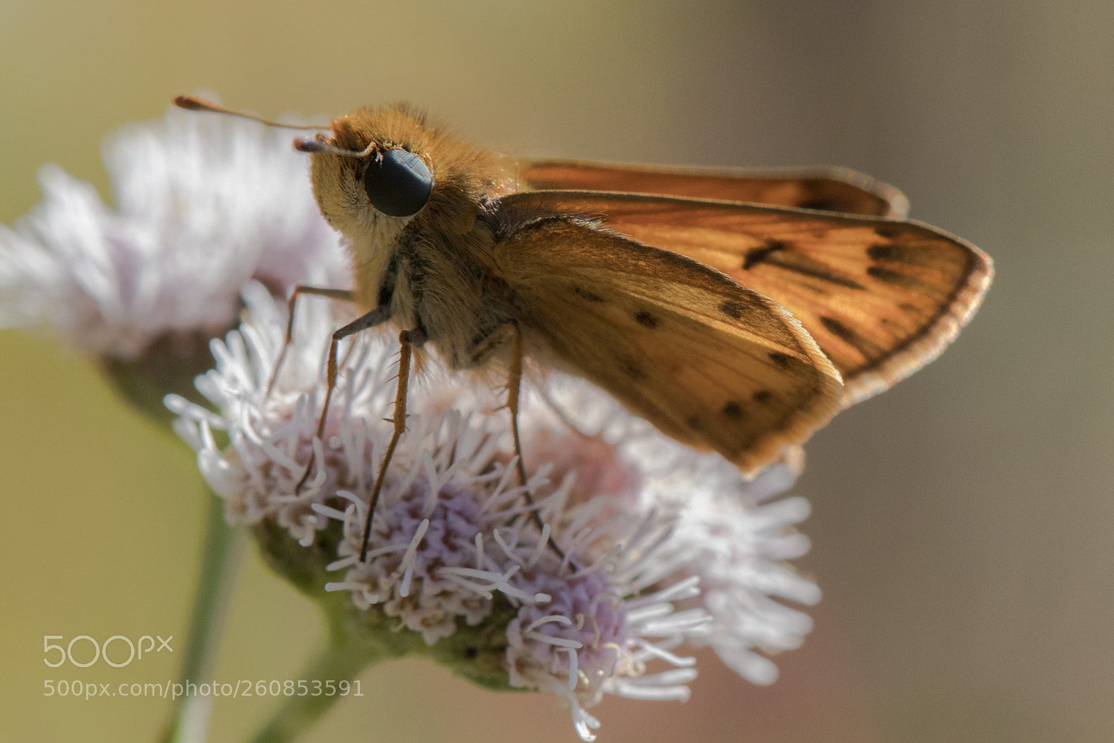 Canon EOS 80D sample photo. Fiery skipper photography