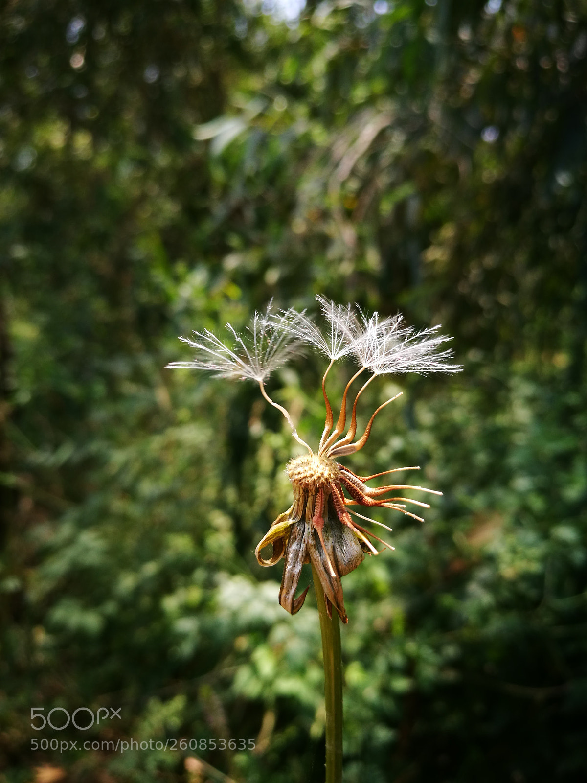 HUAWEI P9 sample photo. Untitled photography