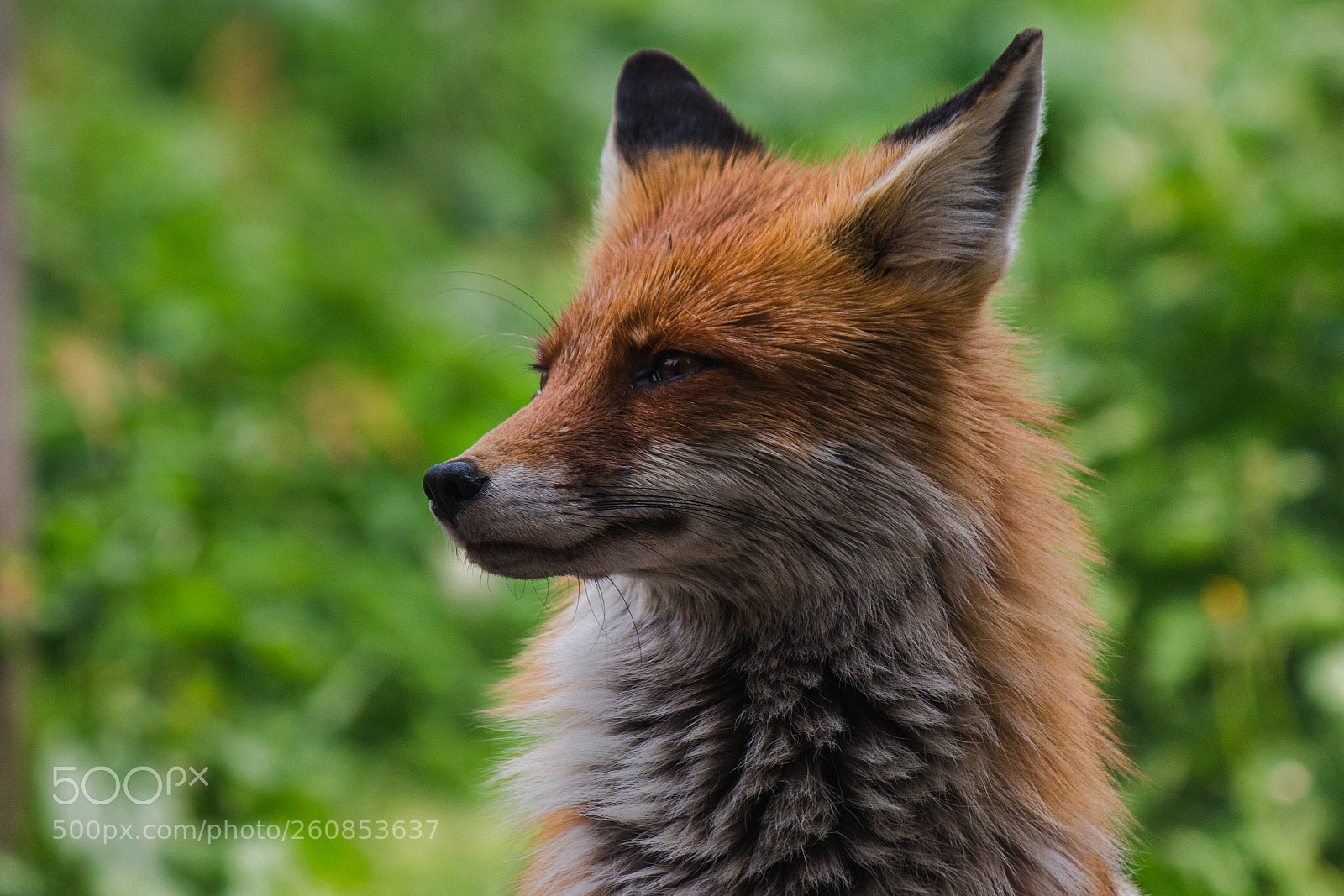 Canon EOS 70D sample photo. Friendly fox photography