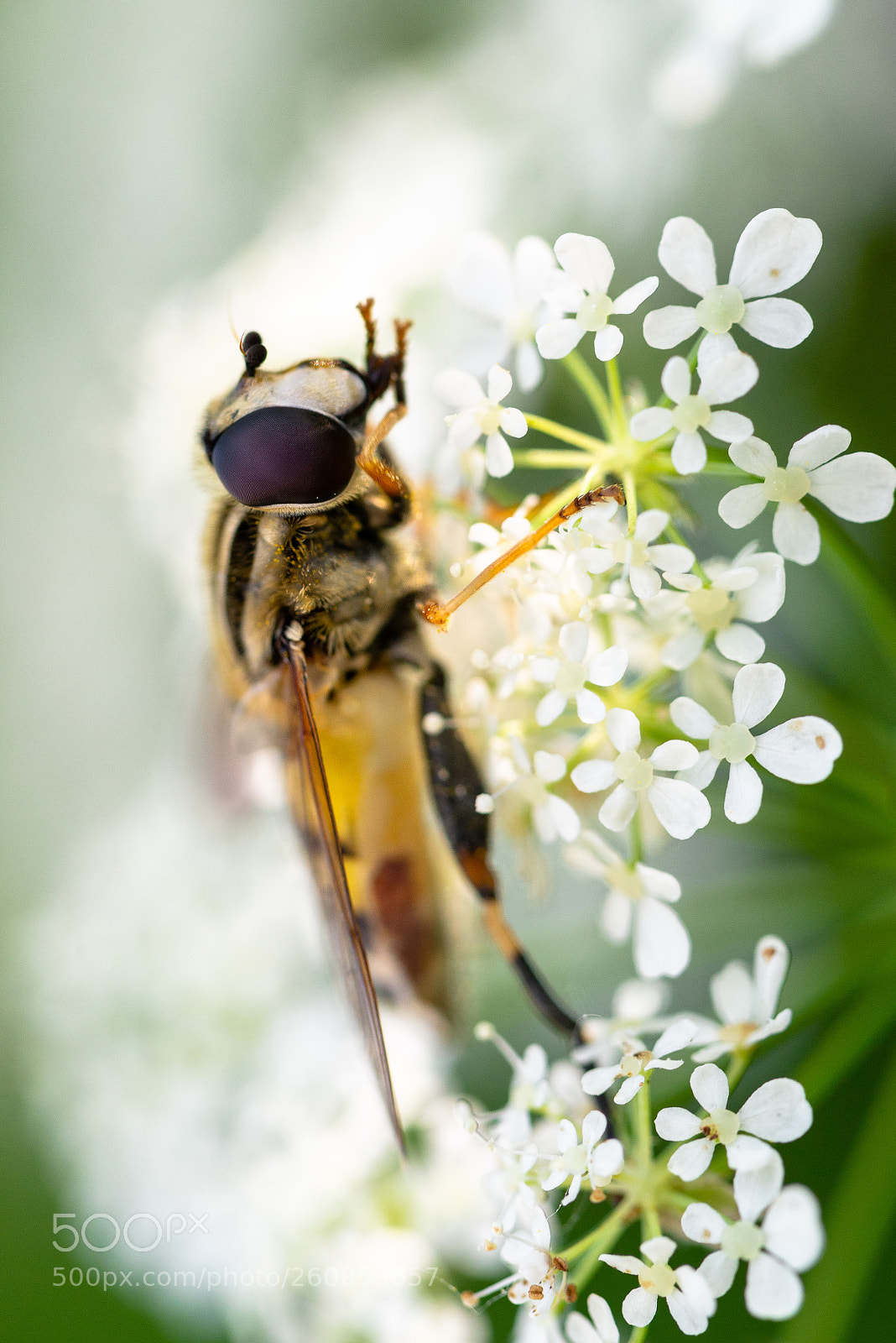 Nikon D610 sample photo. Bee photography
