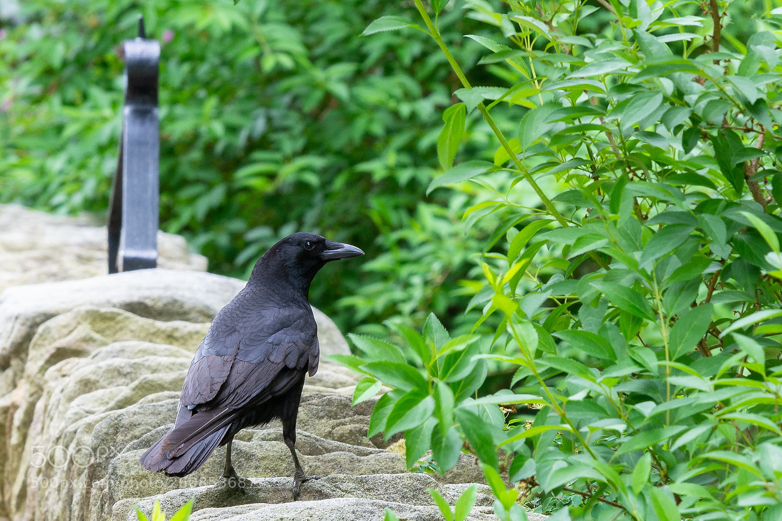 Nikon D7100 sample photo. Crow photography