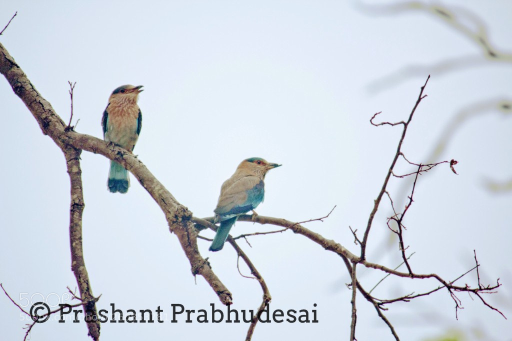 Canon EOS 60D sample photo. Indian roller photography