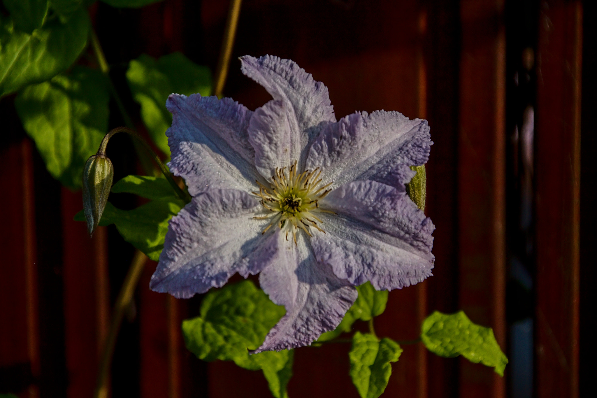 Canon EOS 50D + Canon TS-E 90mm F2.8 Tilt-Shift sample photo. Flower photography