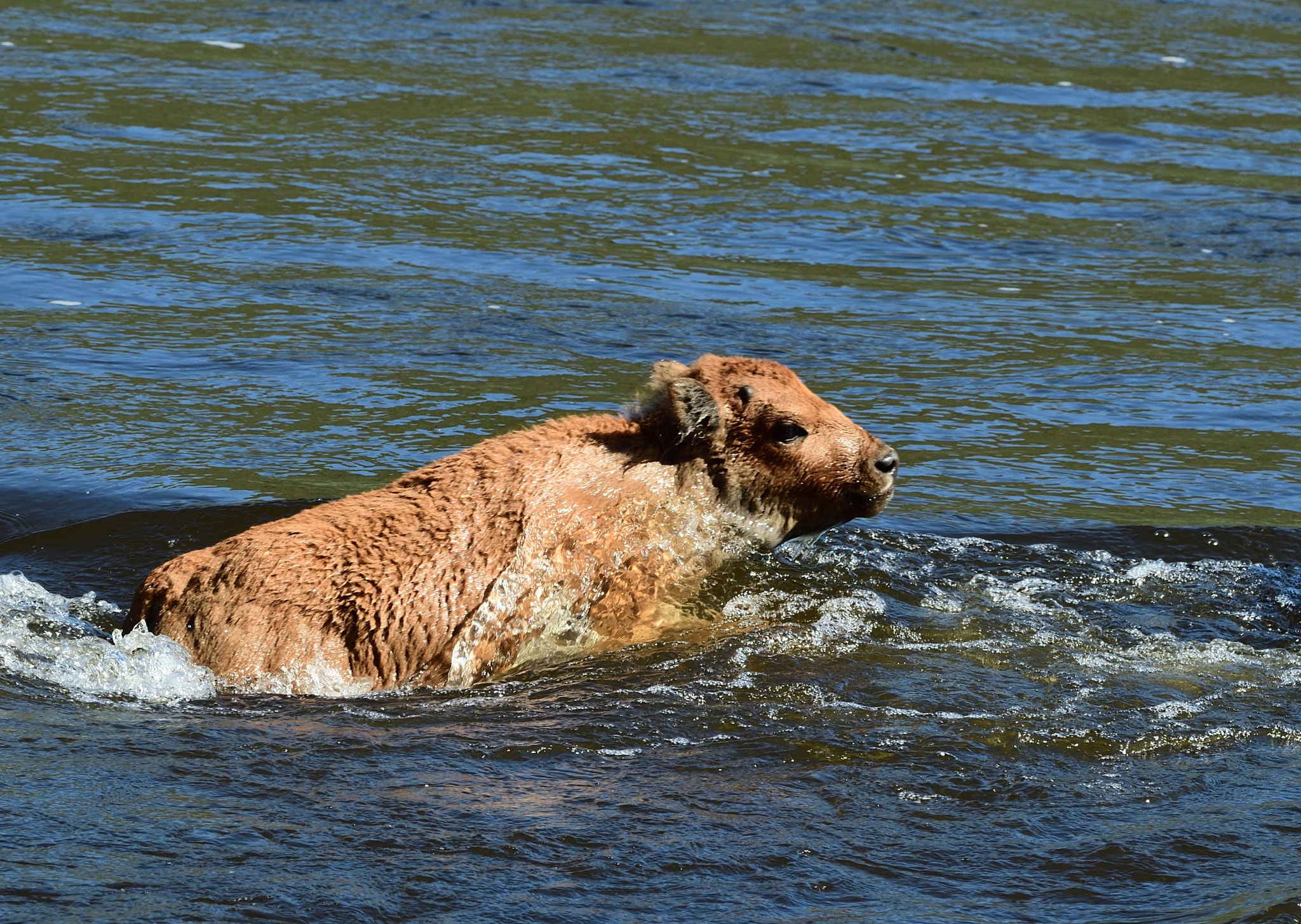 Nikon D500 sample photo. Baby bison crossing river photography