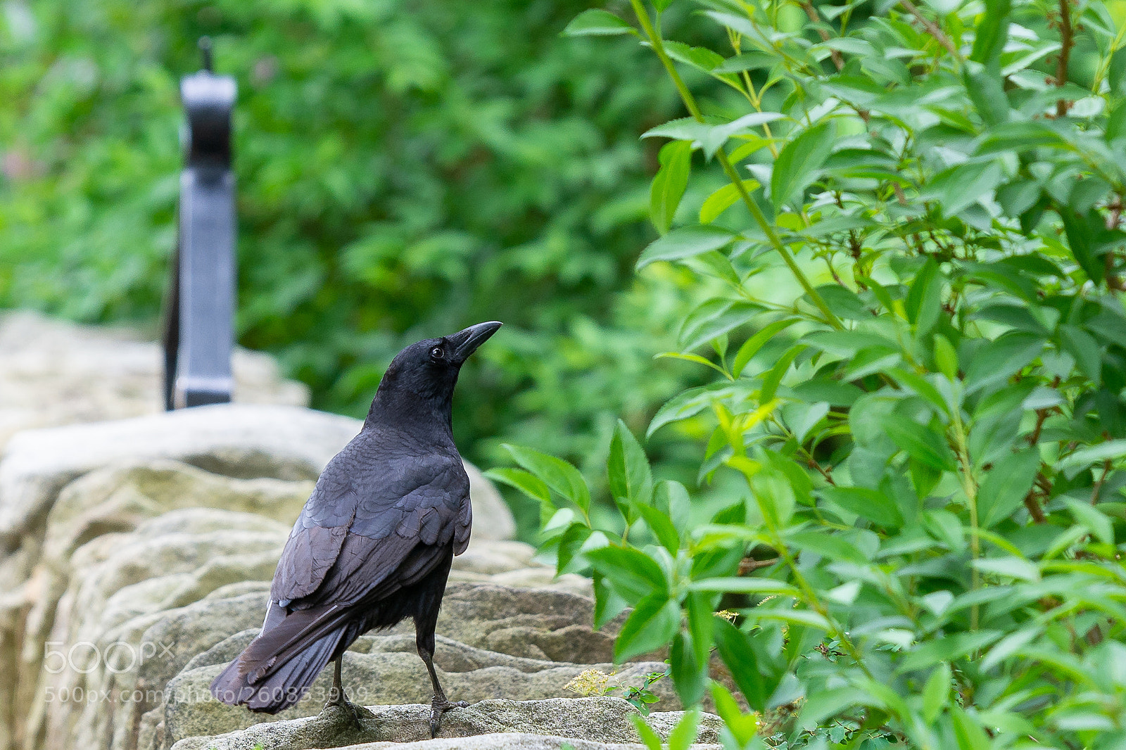 Nikon D7100 sample photo. Crow photography