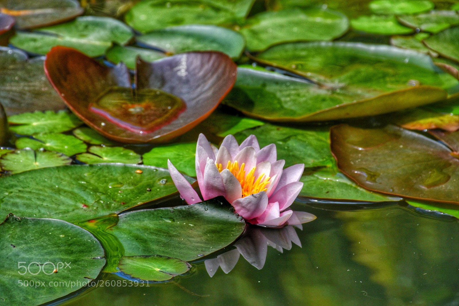 Nikon D7200 sample photo. Seerose lily photography