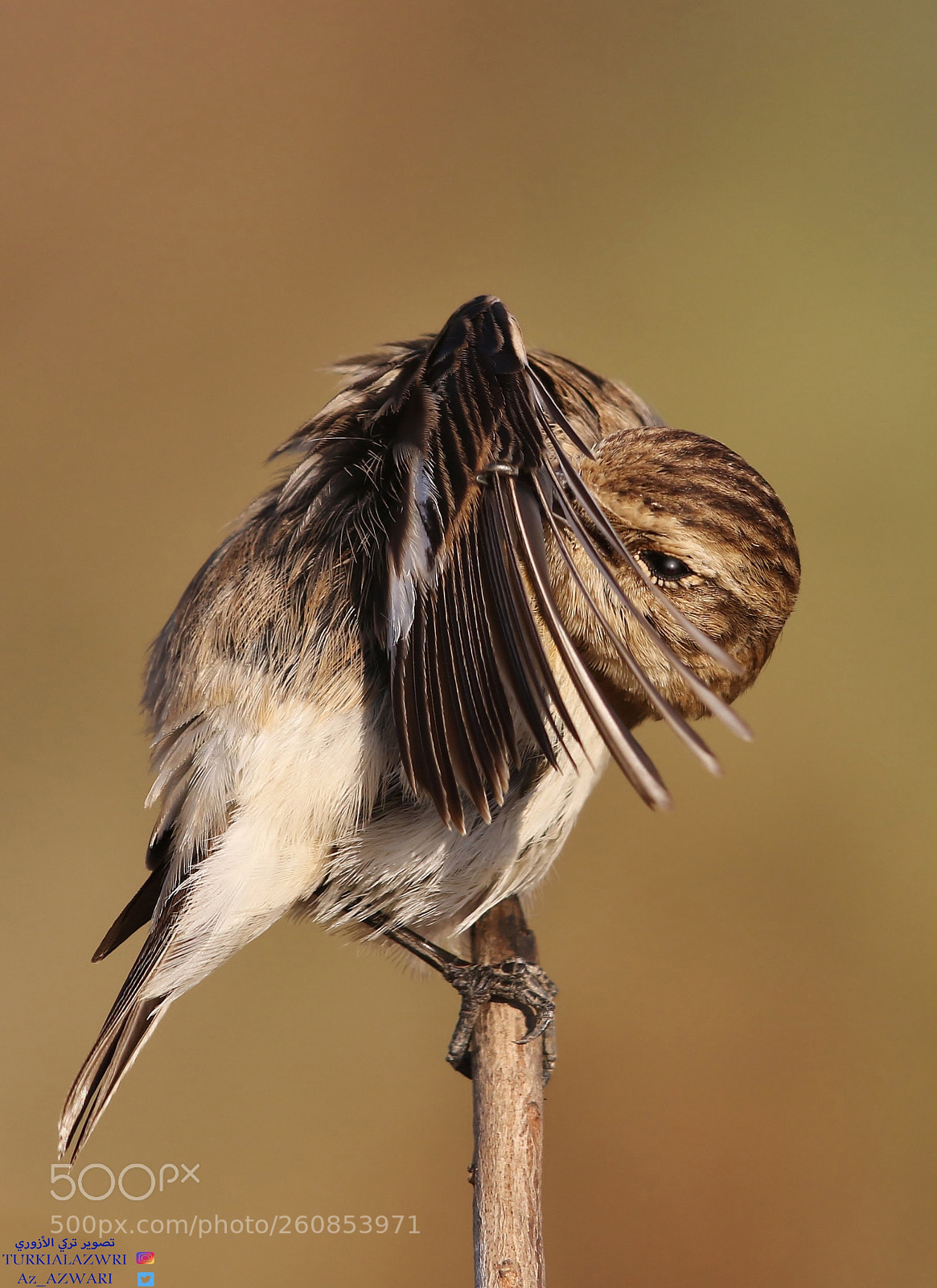 Canon EOS 7D Mark II sample photo. Siberian stonechat  photography
